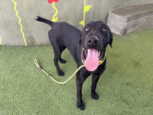 Mariano - Labrador Retriever