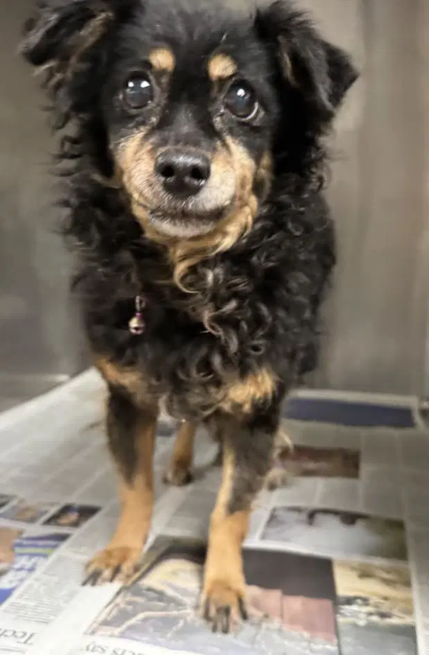 Lucy - Chihuahua