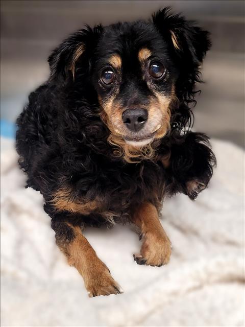 LUCY, a dog for adoption from East Valley Animal Care and Control Center