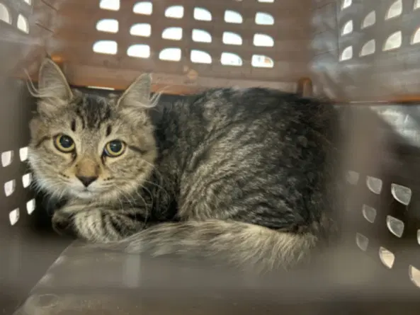 Biscuit - Domestic Medium Hair