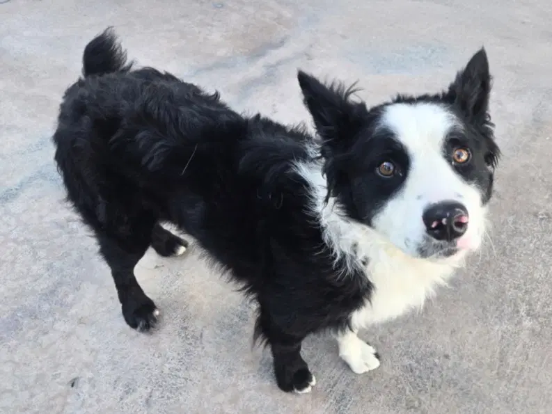 Finneas - Border Collie