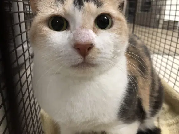 Bella - Domestic Short Hair