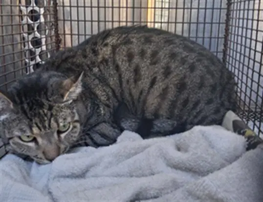 Bobbi - Domestic Short Hair