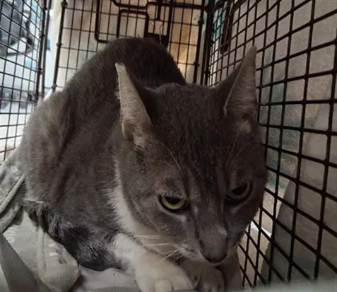 Banana - Domestic Short Hair