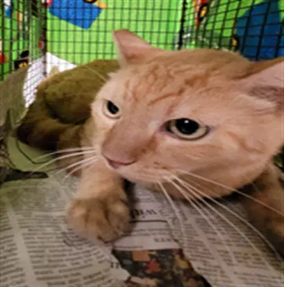 Burt - Domestic Short Hair