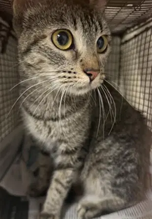 Concha - Domestic Short Hair
