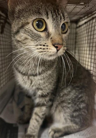 CONCHA, a cat for adoption from East Valley Animal Care and Control Center