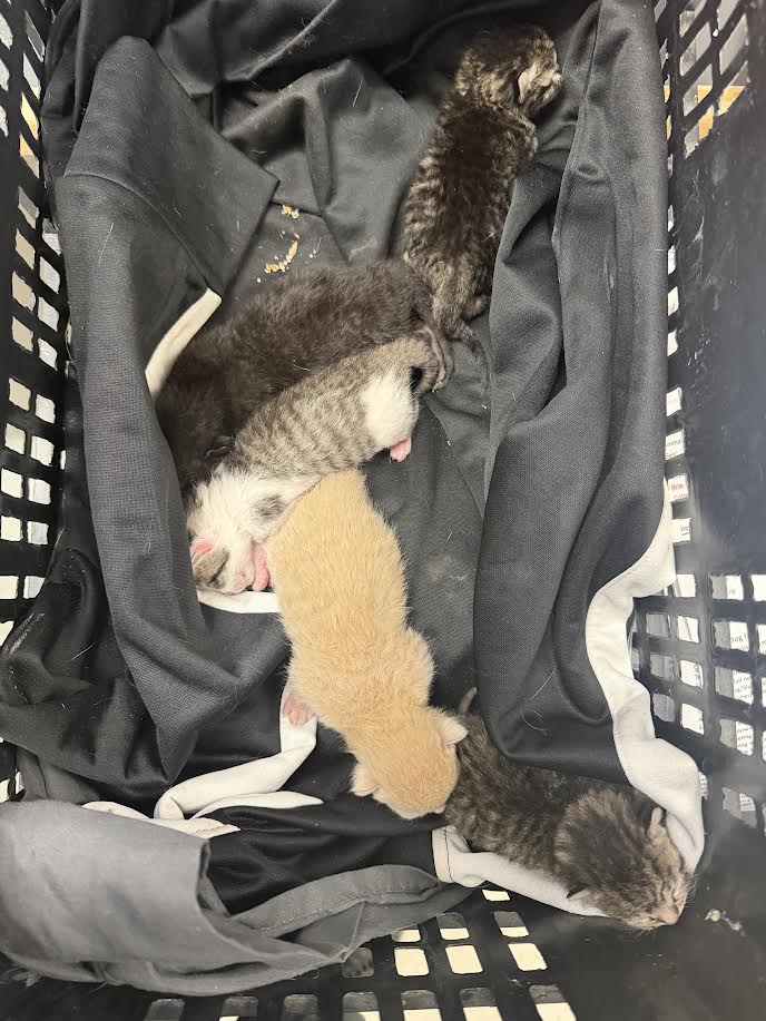 Of - Domestic Short Hair