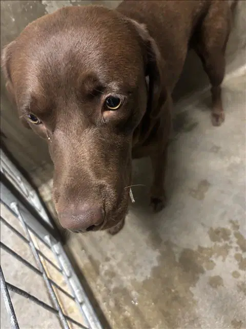 Corazone - Labrador Retriever