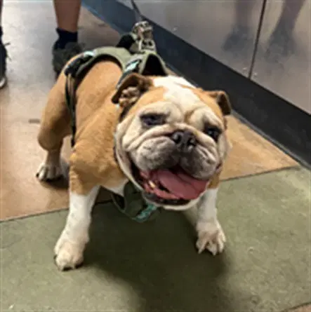 Mocha - Bulldog
