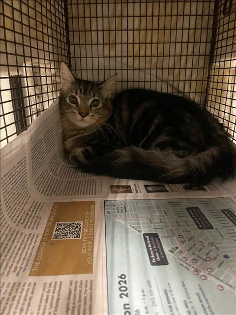 Tiger - Domestic Short Hair