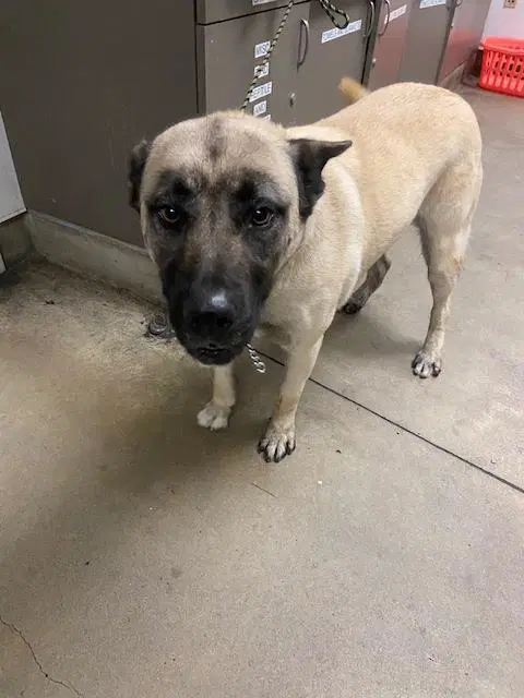 Jesse - German Shepherd Dog