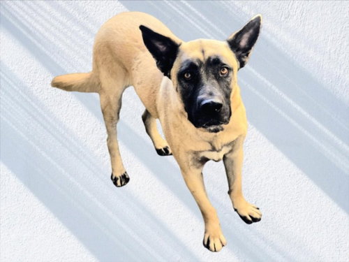Jesse, German Shepherd Dog / Mixed (medium coat)