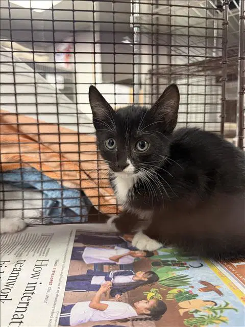 Tony - Domestic Short Hair