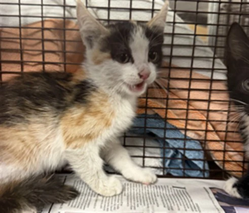 Shasta
