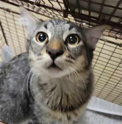 Treasure - Domestic Short Hair