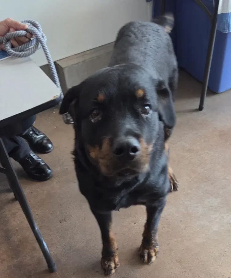 Ace - Rottweiler