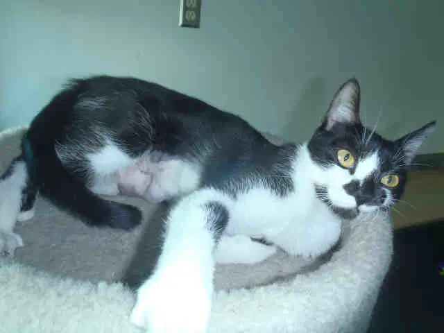 Misty - Domestic Short Hair