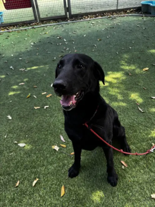 Drummer - Labrador Retriever