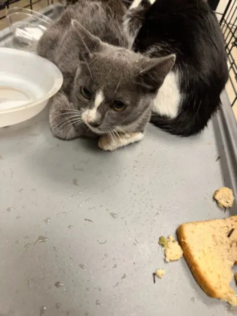 Champ - Domestic Short Hair