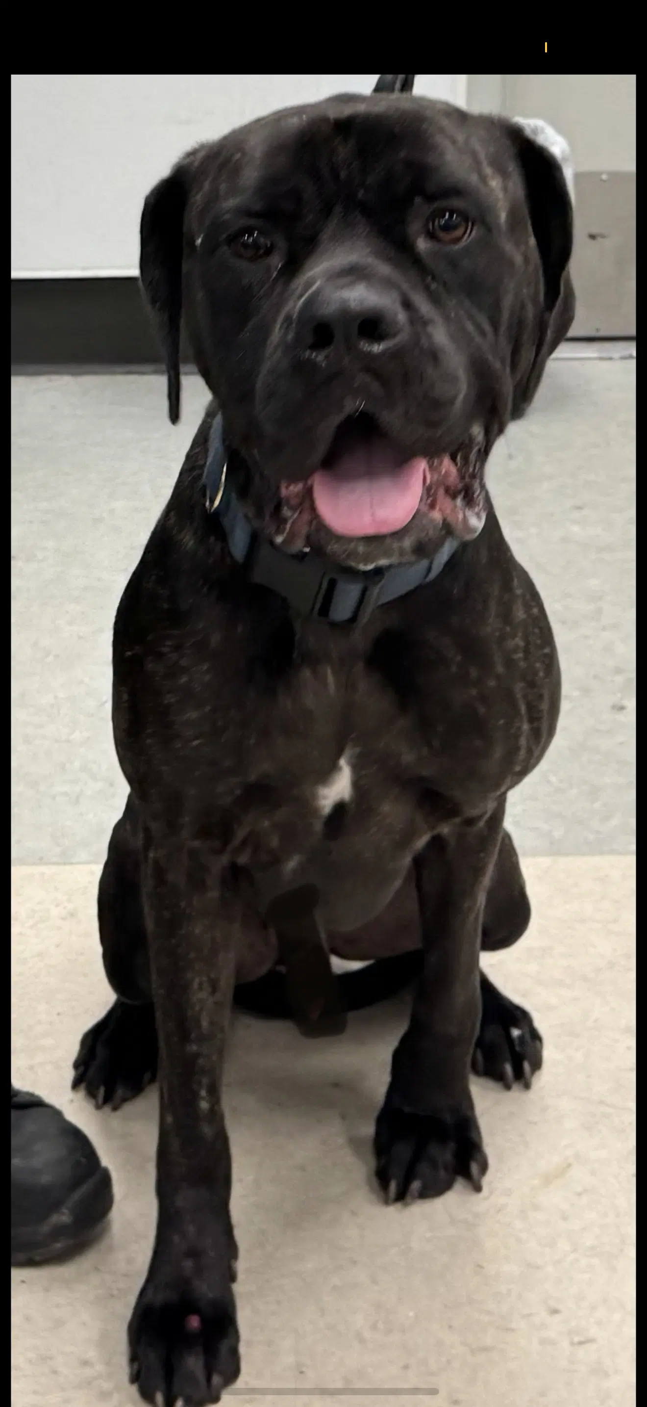 Odin - Cane Corso Mastiff