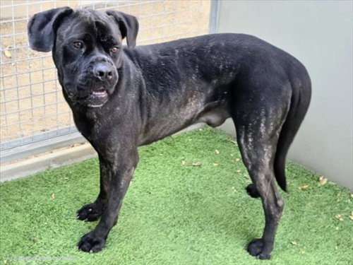 ODIN, a dog for adoption from East Valley Animal Care and Control Center