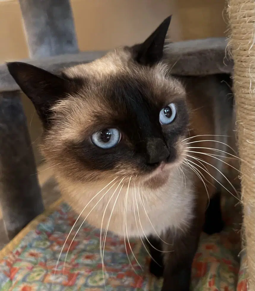 Toptin - Domestic Short Hair