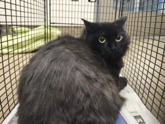 Petra - Domestic Medium Hair