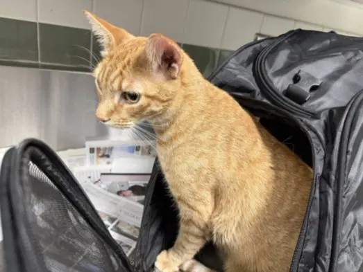 Fireball - Domestic Short Hair