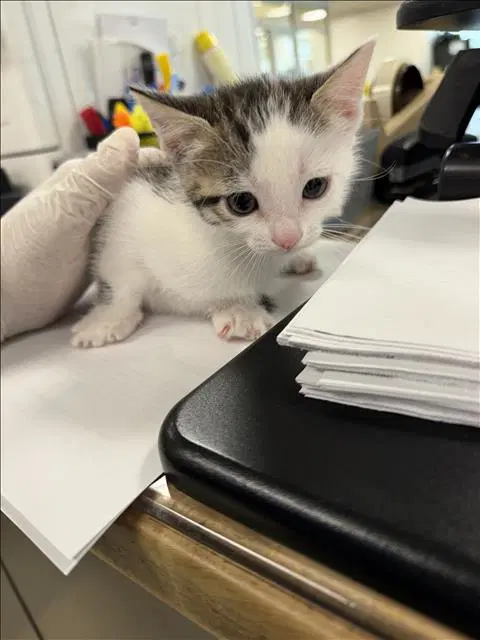 Mel - Domestic Short Hair
