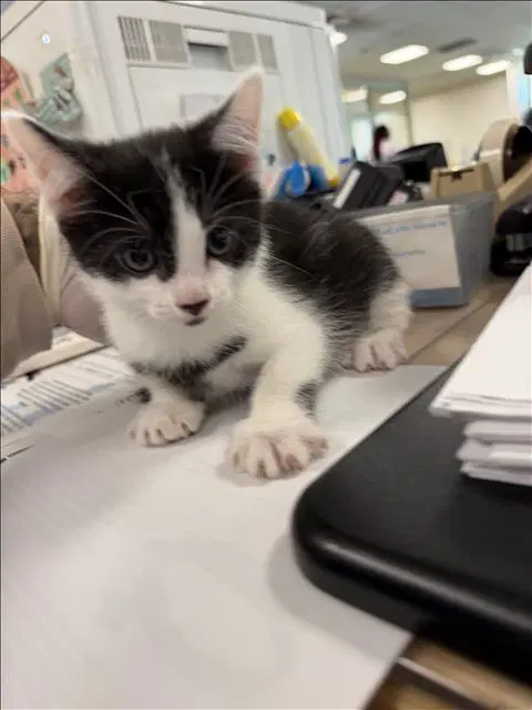 Nanas - Domestic Short Hair