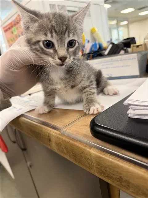 Rudy - Domestic Short Hair