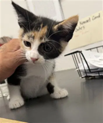 Tang - Domestic Short Hair