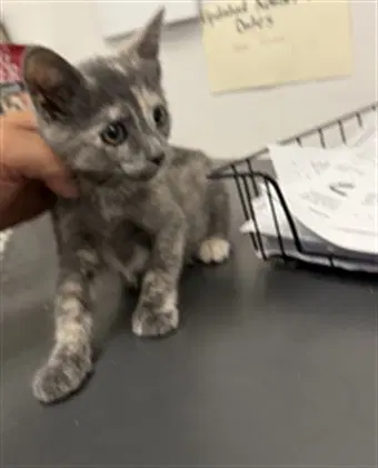 Spooky - Domestic Short Hair