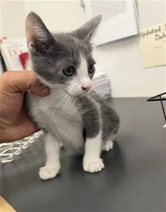 Crazy - Domestic Short Hair