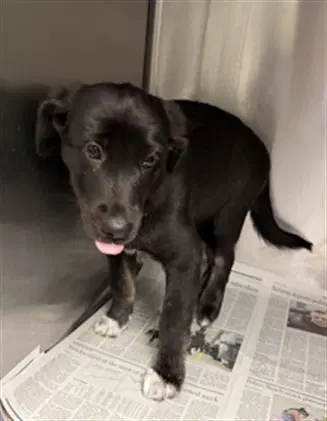 Sandi - Labrador Retriever