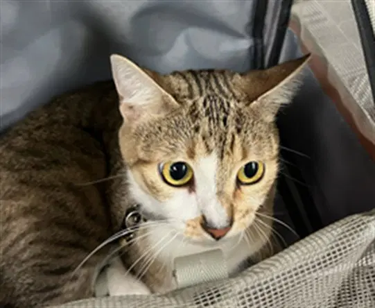 Feyae Elizabeth - Domestic Short Hair