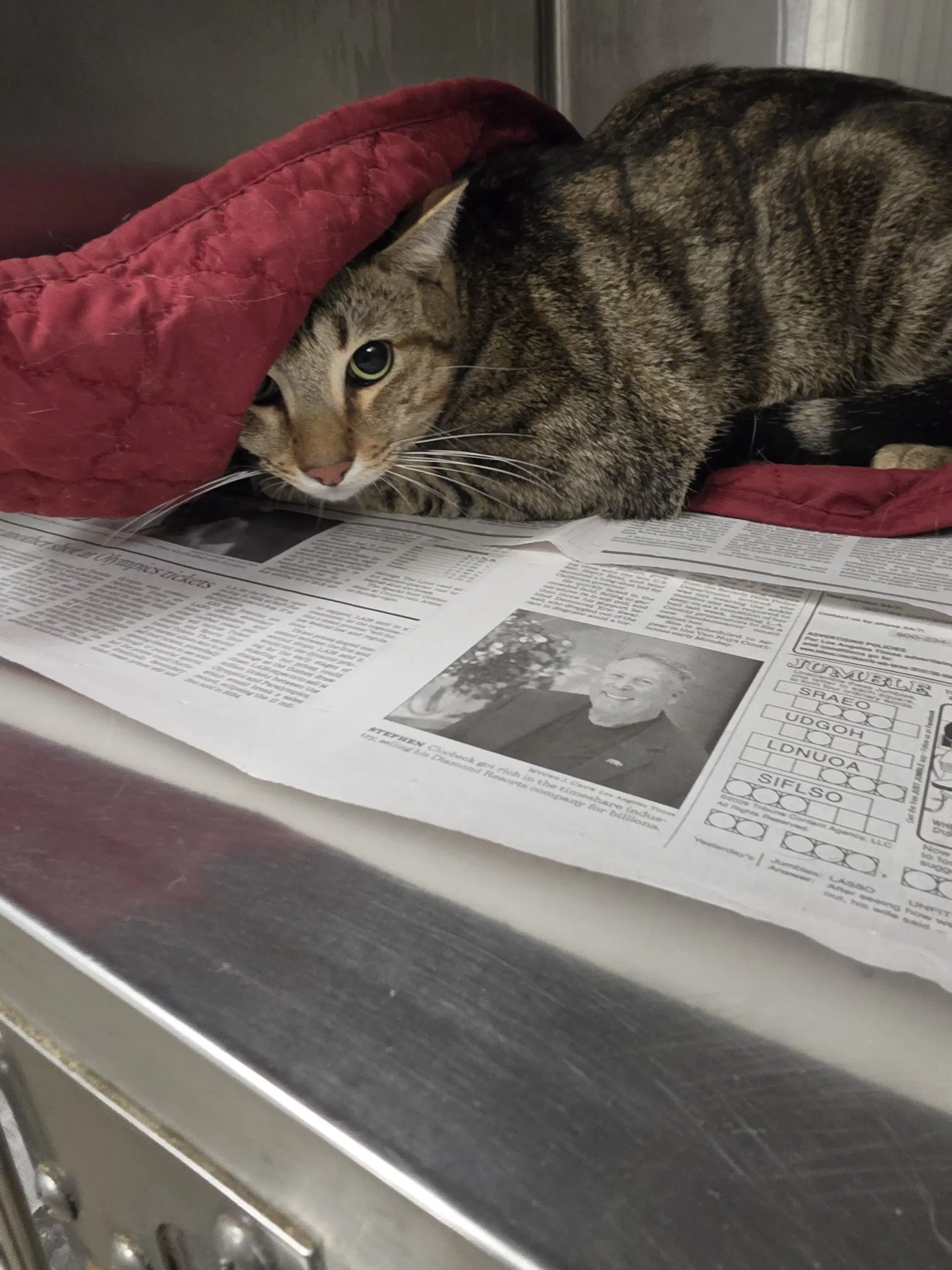 Napo - Domestic Short Hair
