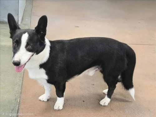 STARSKY, a dog for adoption from East Valley Animal Care and Control Center