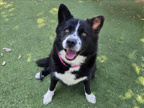 ANGEL, a dog for adoption from East Valley Animal Care and Control Center