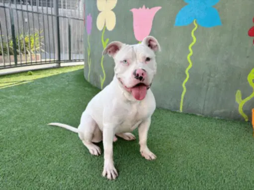 Kai - Pit Bull Terrier
