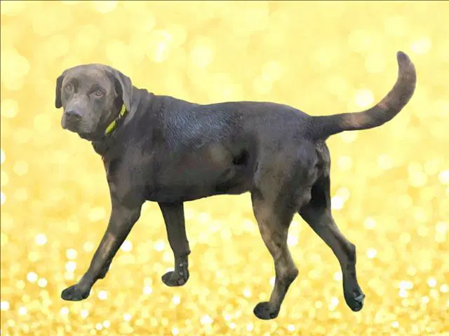 Gonzalo - Labrador Retriever