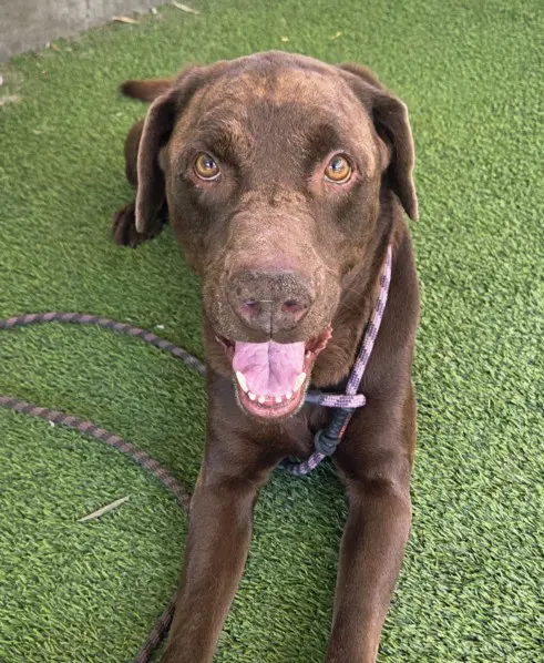 Gonzalo - Labrador Retriever