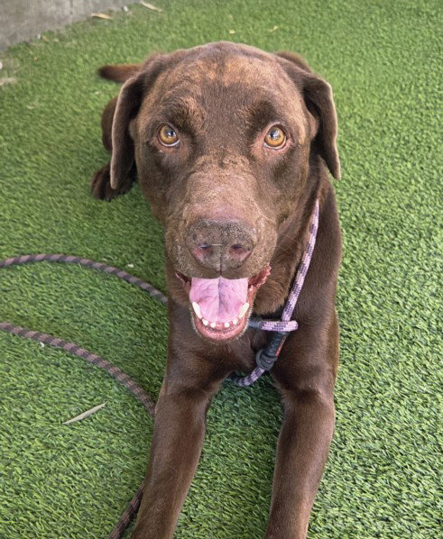 Gonzalo, Labrador Retriever (medium coat)