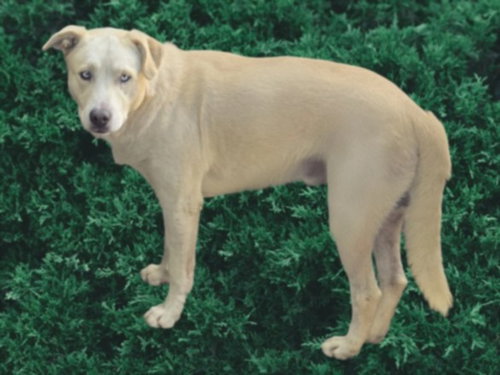 GRAYSON, a dog for adoption from East Valley Animal Care and Control Center