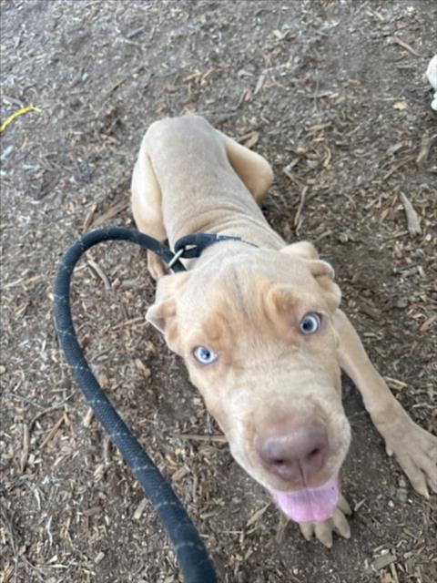 SPUNKY, a dog for adoption from East Valley Animal Care and Control Center