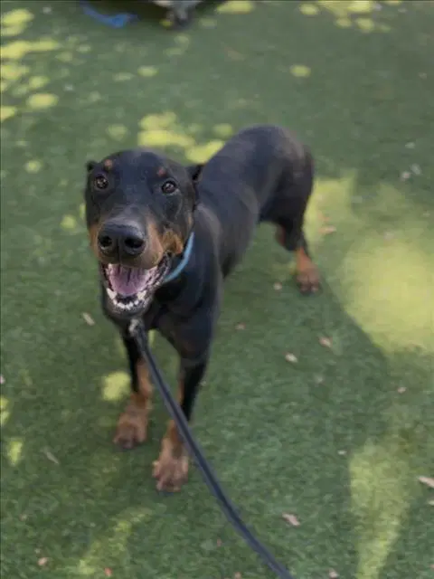 Norm - Doberman Pinscher