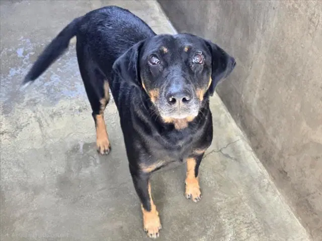 Smalls - Rottweiler