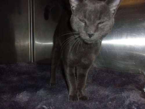 THUNDER HEART, a cat for adoption from East Valley Animal Care and Control Center