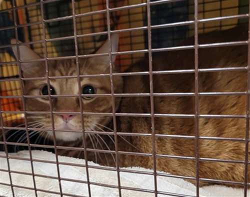 MISTER MAN, a cat for adoption from East Valley Animal Care and Control Center
